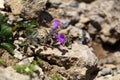 Rock thyme (Acinos alpinus)