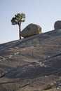 Rock and tree Royalty Free Stock Photo