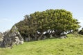 Rock and Tree, Murlough Beach; County Antrim