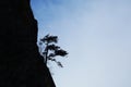 Rock tree silhouette Royalty Free Stock Photo