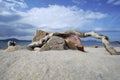 Rock and tree on Tavolara Island in Italy Royalty Free Stock Photo