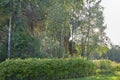 Rock, trees and bushes