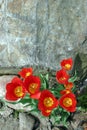 Rock and tulips Royalty Free Stock Photo