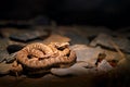 Rock viper, Montivipera xanthina, Ottoman coastal viper in nature habitat. Wildlife scene from nature. Snake at rocky mountain hab