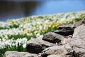 Rock wall with blurred daffodil and water background Royalty Free Stock Photo