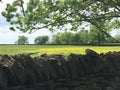 Rock Wall Features Yellow Wildflowers Royalty Free Stock Photo