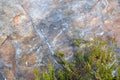 Rock wall and green plant. Stone textured surface and shrubbery, close-up. Copy space. Abstract natural background. Royalty Free Stock Photo