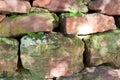 Rock wall with moss and ferns