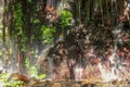 Rock wall overgrown with lush tropical vegetation. A waterfall running down a rock creates a rainbow over a boulder. Water flows Royalty Free Stock Photo