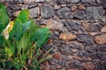 Rock wall plants leaves flowers gray background textured details garden