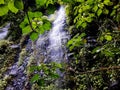 Waterfall and Vegetation, `Avance` Costa Rica