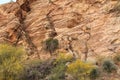 Rock Wall Texture on Mount Lemmon Royalty Free Stock Photo