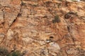 Rock Wall Texture on Mount Lemmon Royalty Free Stock Photo