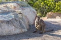 Rock wallaby in Australia