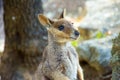 Rock wallaby, baby kangaroo Royalty Free Stock Photo