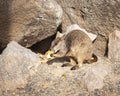 Rock Wallaby on Magnetic Island Rock eating fruit in australia Royalty Free Stock Photo