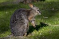 Rock-Wallaby Sunning Itself