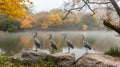 A rock by the water is where three grey herons stand in the misty light of morning Royalty Free Stock Photo