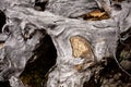 Rock wedged in tree.