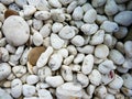 Rock white in garden.White pebbles for background.Texture Rock or stone pebble outdoor Royalty Free Stock Photo