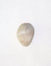 Rock, White, sea shell shape, White background