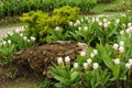 The rock with white siam tulips Royalty Free Stock Photo