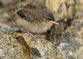 Rock Wren