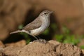 Rock wren Royalty Free Stock Photo