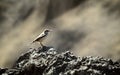 A Rock Wren in the Franklin Mountains