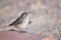 Rock Wren Royalty Free Stock Photo