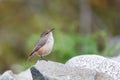 Rock Wren Royalty Free Stock Photo