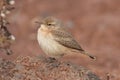 Rock Wren Salpinctes obsoletus Royalty Free Stock Photo