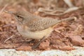 Rock Wren Salpinctes obsoletus Royalty Free Stock Photo