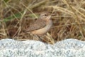 Rock Wren Salpinctes obsoletus Royalty Free Stock Photo