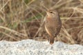 Rock Wren & x28;Salpinctes obsoletus& x29; Royalty Free Stock Photo