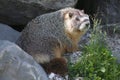 Rockchuck (Marmota flaviventris)