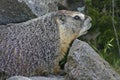 Rockchuck (Yellow-bellied Marmot)