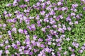 Rockcress flowers in fullframe background