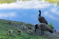 Canada geese family outing near Swan Lake in Rockefeller Preserve, NY Royalty Free Stock Photo