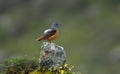 rocker perches on a stone in the sierra of Avila. Gredos. Avila. Royalty Free Stock Photo