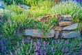 Rockery Garden Closeup