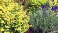 Rockery Garden with Colourful Plants Close Up