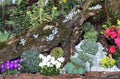 Rockery garden Royalty Free Stock Photo