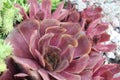 Rockery in the garden by the pool Royalty Free Stock Photo