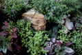 Rockery with green and pink plants