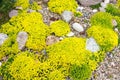 Rockery rock garden Royalty Free Stock Photo