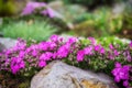 Rockery with small pretty violet phlox flowers