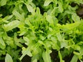 Rocket arugula leaves vegetable roquette rucola bio green lettuce harvest farmer farming Eruca sativa vesicaria Royalty Free Stock Photo