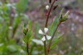 Arugula Rocket Flower Blossom Bud 06