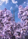 Rocket of the Museum of Cosmonautics in the colors of lilac.